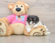 7 week old Shih Pom Puppy For Sale - Puppy Love PR