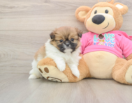 6 week old Shih Pom Puppy For Sale - Puppy Love PR