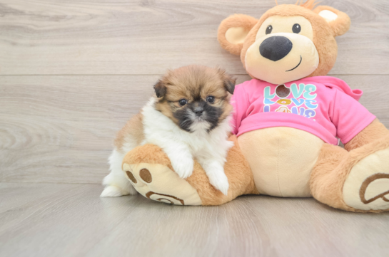 Shih Pom Pup Being Cute