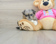 6 week old Shih Pom Puppy For Sale - Puppy Love PR