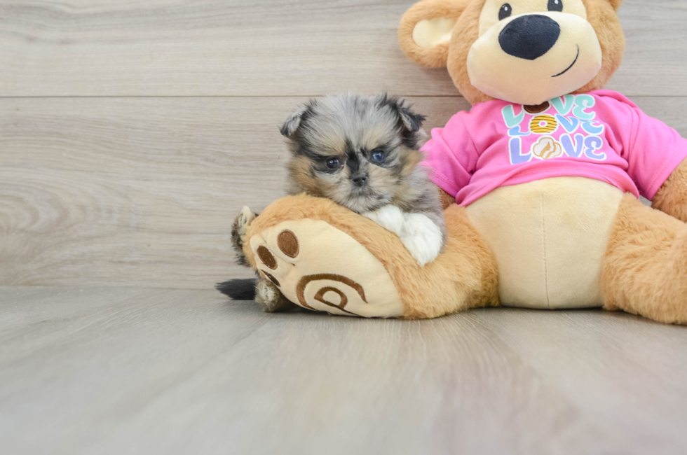 6 week old Shih Pom Puppy For Sale - Puppy Love PR