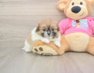 7 week old Shih Pom Puppy For Sale - Puppy Love PR