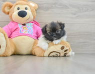 6 week old Shih Pom Puppy For Sale - Puppy Love PR