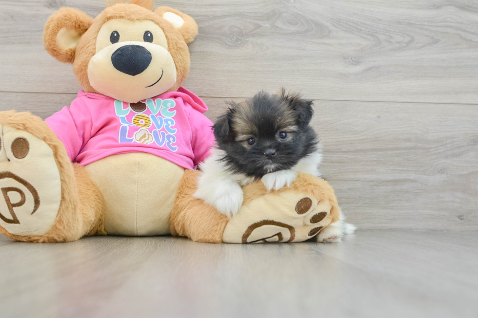 Cute Shih Pom Baby