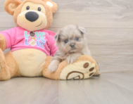 6 week old Shih Pom Puppy For Sale - Puppy Love PR
