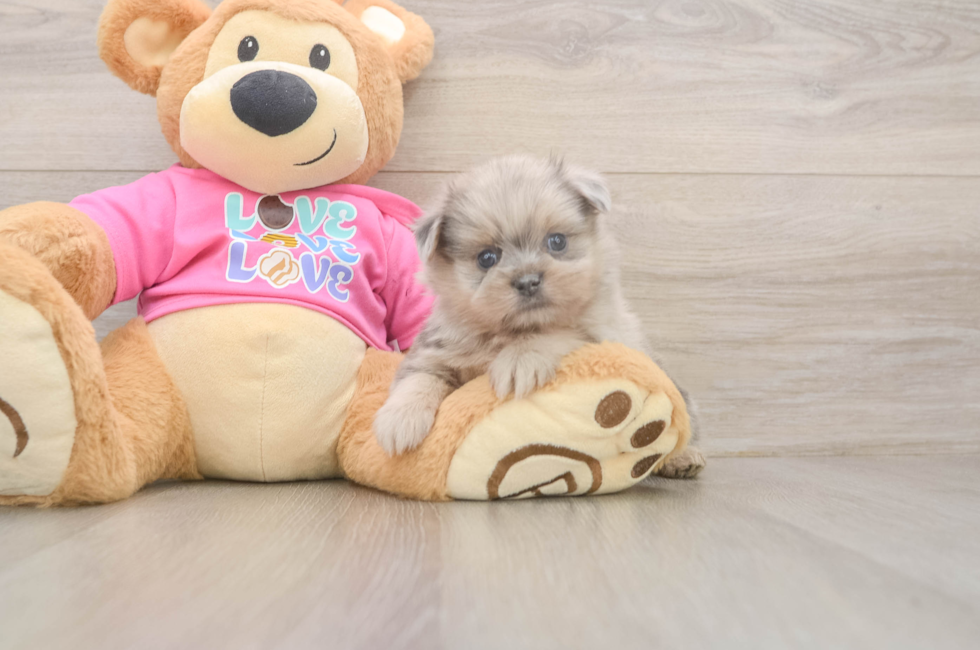 5 week old Shih Pom Puppy For Sale - Puppy Love PR