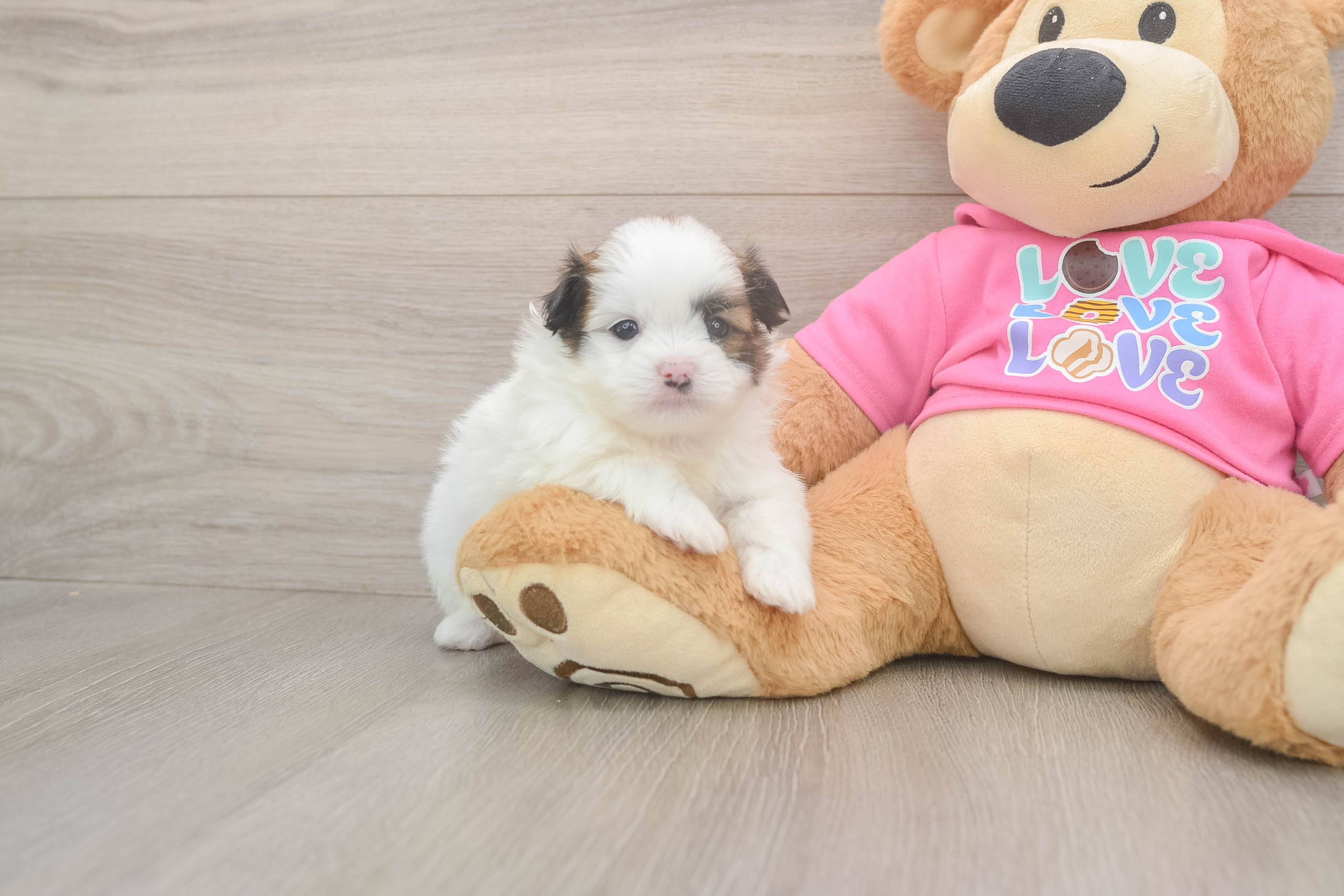 Shih Pom Pup Being Cute