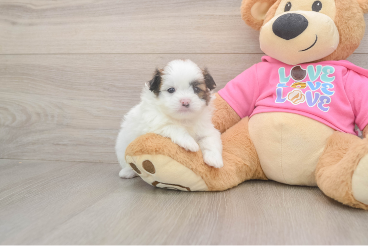 Shih Pom Pup Being Cute