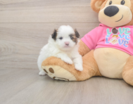 5 week old Shih Pom Puppy For Sale - Puppy Love PR