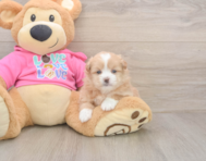 5 week old Shih Pom Puppy For Sale - Puppy Love PR