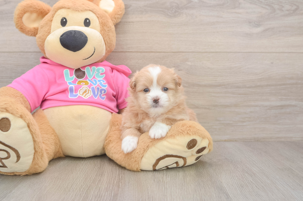 5 week old Shih Pom Puppy For Sale - Puppy Love PR