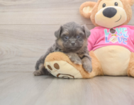 6 week old Shih Pom Puppy For Sale - Puppy Love PR