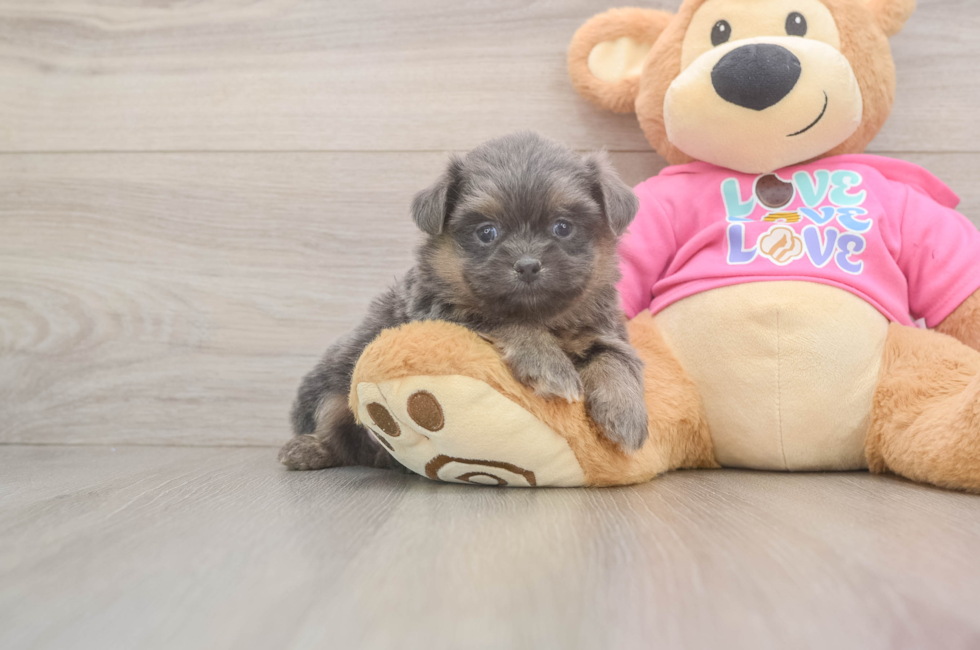 5 week old Shih Pom Puppy For Sale - Puppy Love PR