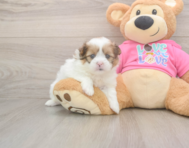 5 week old Shih Pom Puppy For Sale - Puppy Love PR
