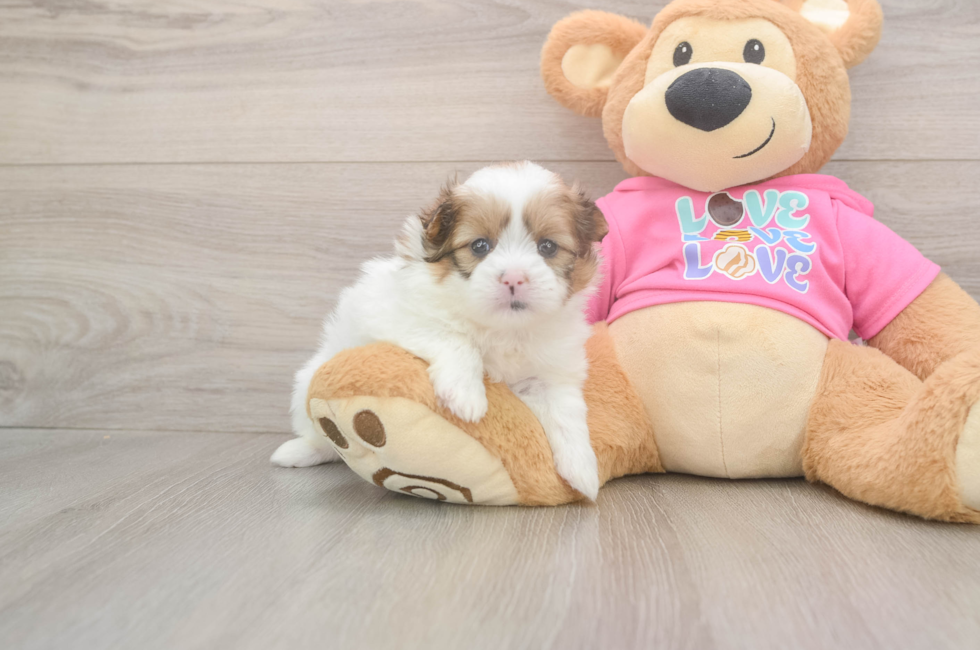5 week old Shih Pom Puppy For Sale - Puppy Love PR