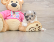 6 week old Shih Pom Puppy For Sale - Puppy Love PR