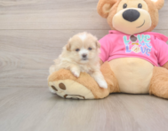 5 week old Shih Pom Puppy For Sale - Puppy Love PR