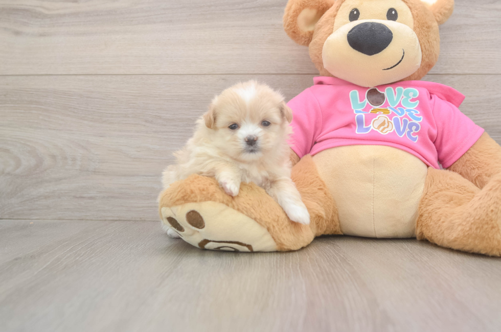 5 week old Shih Pom Puppy For Sale - Puppy Love PR