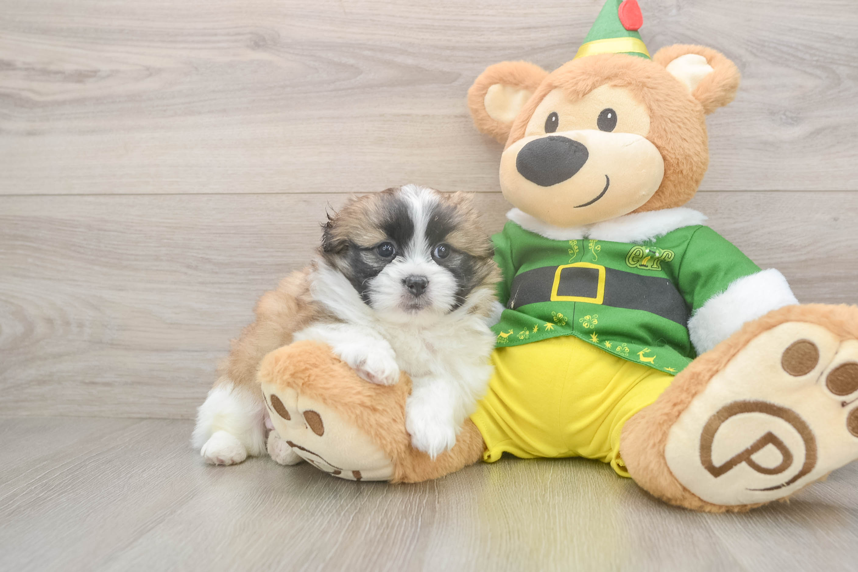 Fluffy Shih Pom Designer Pup