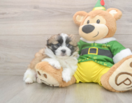 5 week old Shih Pom Puppy For Sale - Puppy Love PR