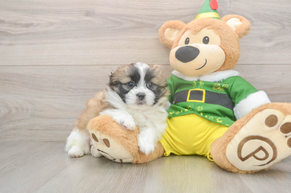 5 week old Shih Pom Puppy For Sale - Puppy Love PR