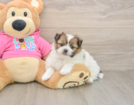 7 week old Shih Pom Puppy For Sale - Puppy Love PR