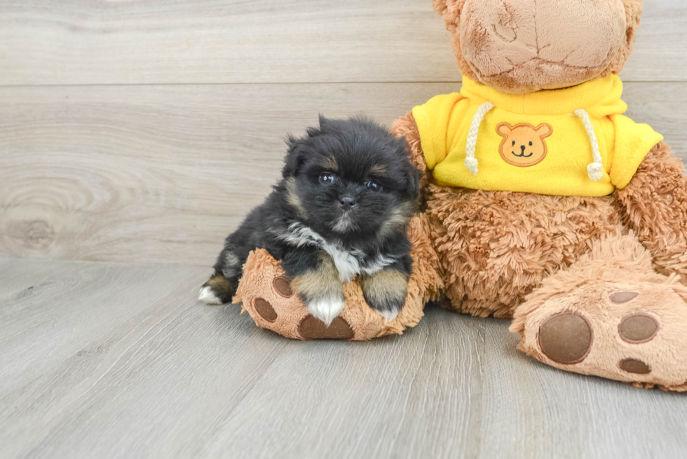 Small Shih Pom Baby