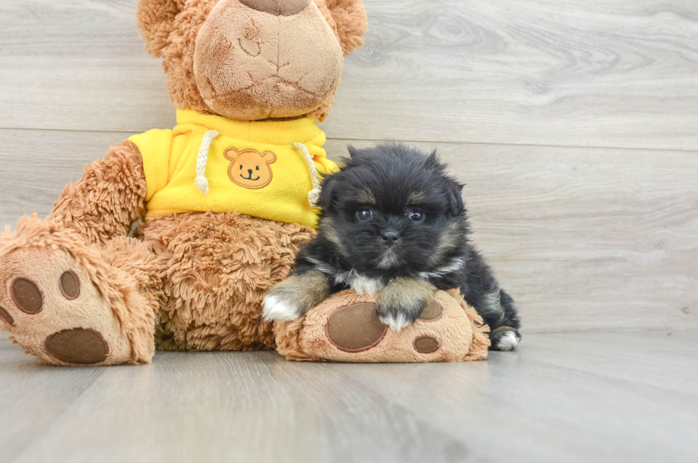 6 week old Shih Pom Puppy For Sale - Puppy Love PR