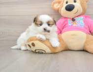 8 week old Shih Pom Puppy For Sale - Puppy Love PR