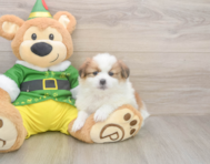 5 week old Shih Pom Puppy For Sale - Puppy Love PR