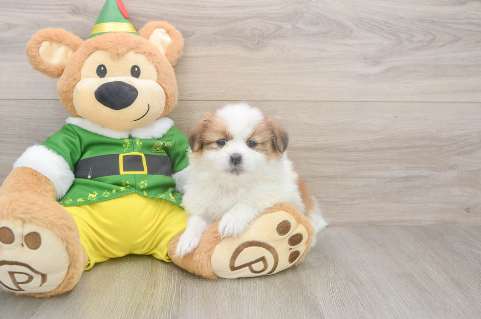 5 week old Shih Pom Puppy For Sale - Puppy Love PR