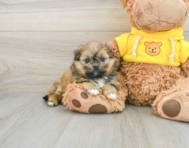 6 week old Shih Pom Puppy For Sale - Puppy Love PR