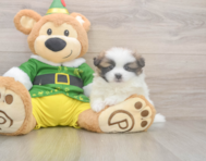 5 week old Shih Pom Puppy For Sale - Puppy Love PR