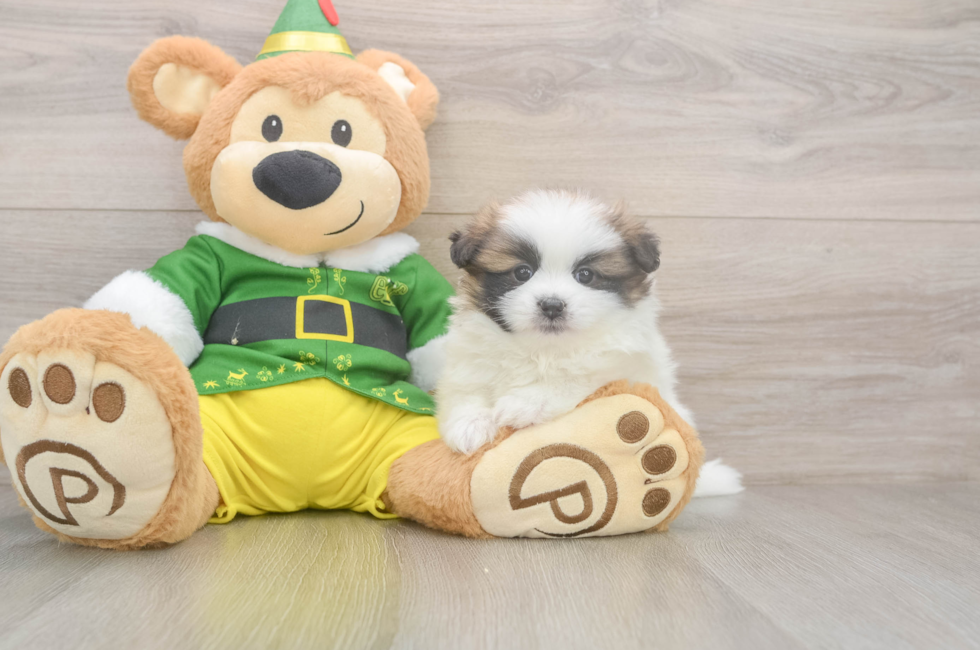 5 week old Shih Pom Puppy For Sale - Puppy Love PR