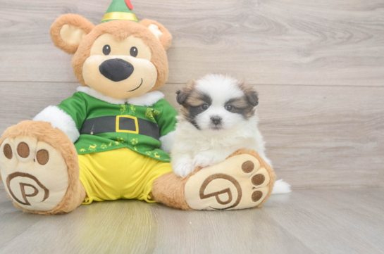 Small Shih Pom Baby