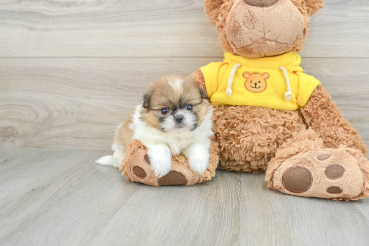 Shih Pom Puppy for Adoption