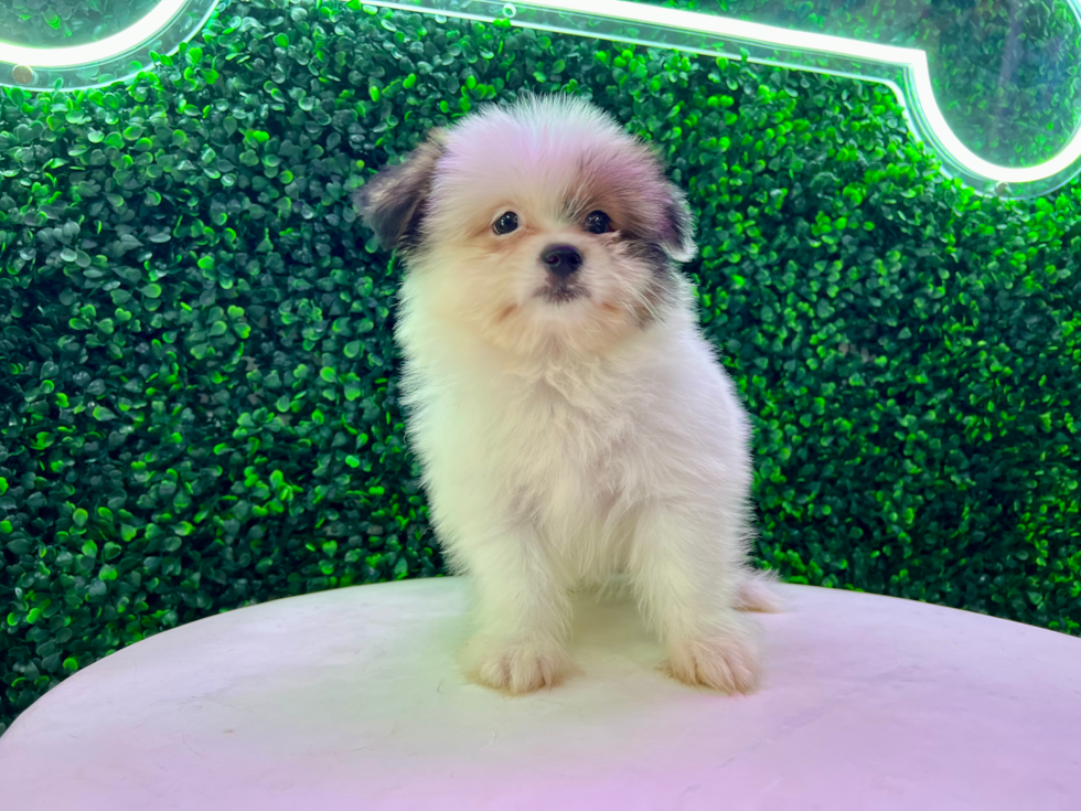 Affordable Shih Pom Puppies for Sale