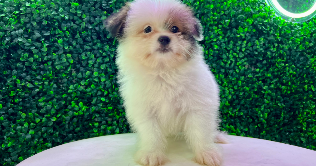 Shih Pom, Designer Breed Description