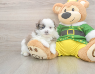5 week old Shih Pom Puppy For Sale - Puppy Love PR