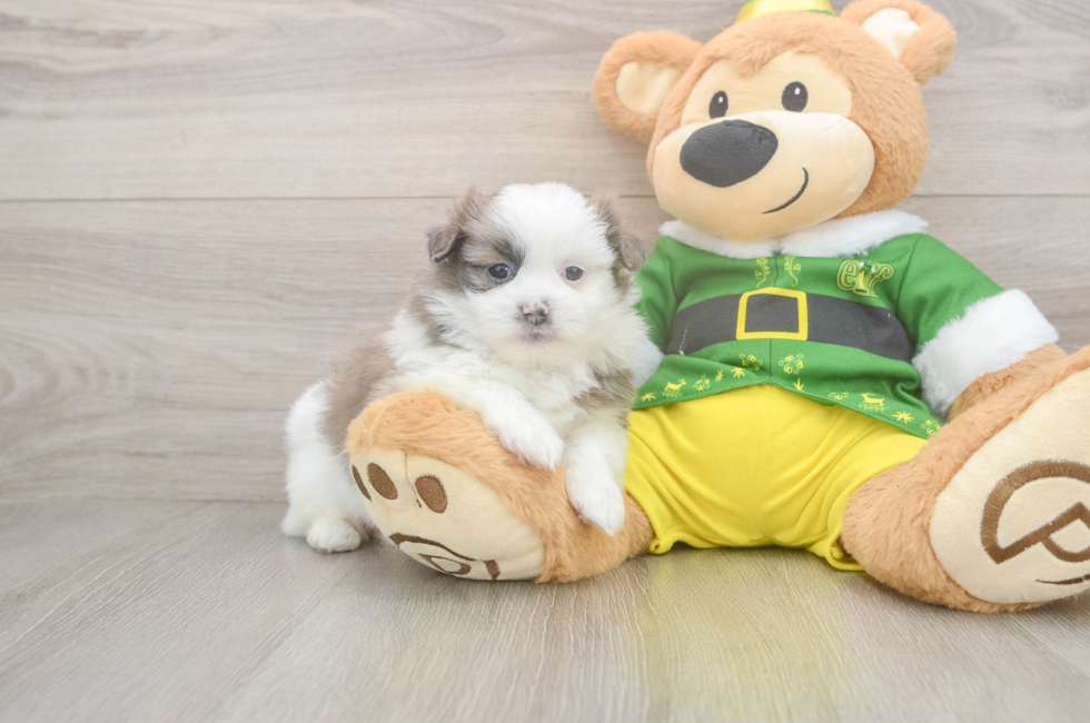 5 week old Shih Pom Puppy For Sale - Puppy Love PR