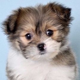Shih Pom Puppy For Sale - Puppy Love PR