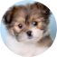 Shih Pom Puppy For Sale - Puppy Love PR