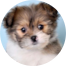Shih Pom Puppies For Sale - Puppy Love PR
