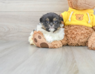 9 week old Shih Pom Puppy For Sale - Puppy Love PR