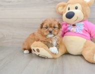5 week old Shih Pom Puppy For Sale - Puppy Love PR