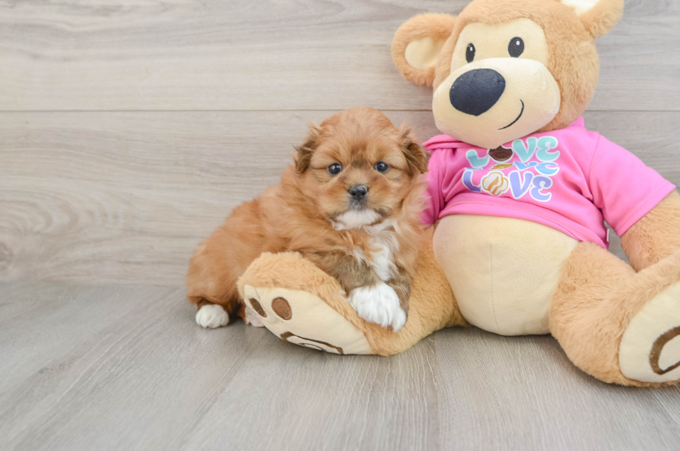 5 week old Shih Pom Puppy For Sale - Puppy Love PR