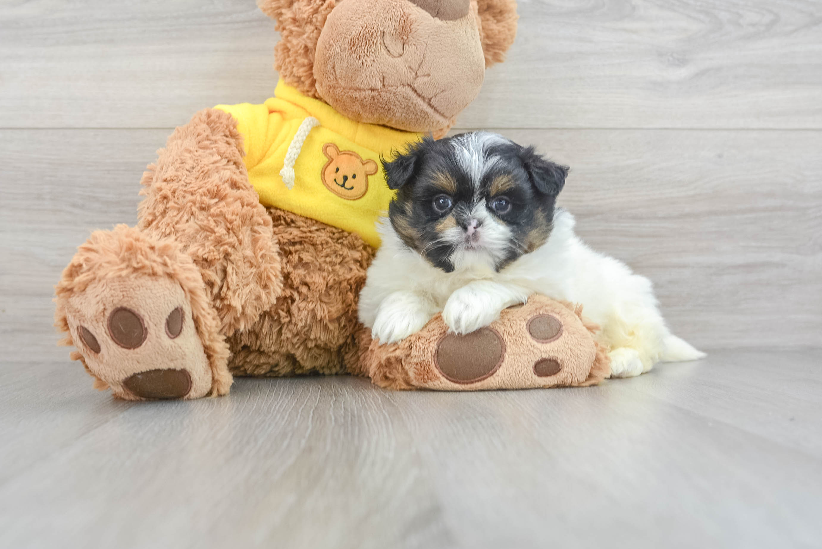 Best Shih Pom Baby