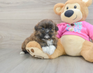 5 week old Shih Pom Puppy For Sale - Puppy Love PR