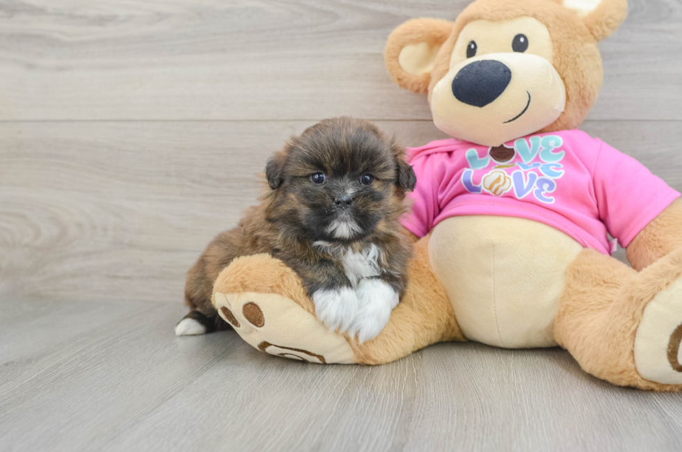 5 week old Shih Pom Puppy For Sale - Puppy Love PR