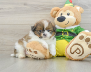 6 week old Shih Pom Puppy For Sale - Puppy Love PR